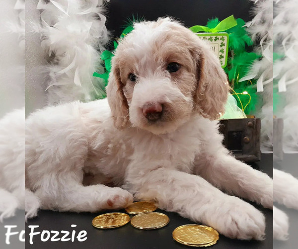 Medium Photo #2 Labradoodle-Poodle (Standard) Mix Puppy For Sale in MILLVILLE, MN, USA