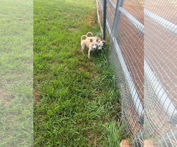 Medium Photo #7 Chihuahua-Unknown Mix Puppy For Sale in Sandy, UT, USA