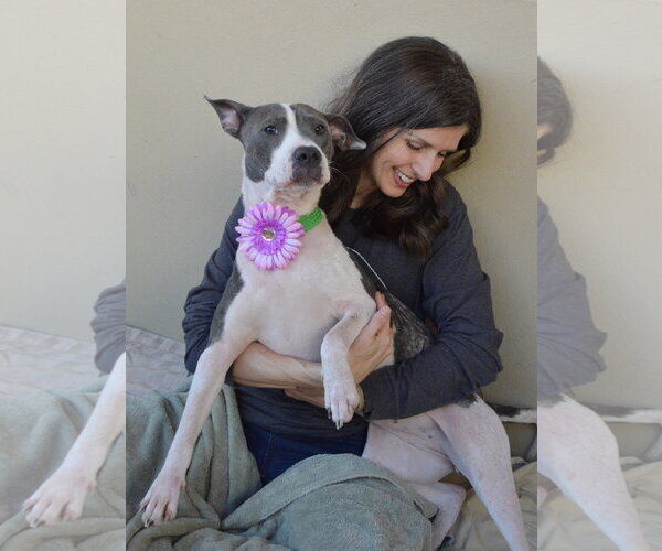 Medium Photo #3 American Pit Bull Terrier-Unknown Mix Puppy For Sale in McKinney, TX, USA