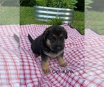 Puppy Puppy 3 German Shepherd Dog