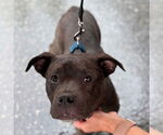 Small #4 American Pit Bull Terrier-American Staffordshire Terrier Mix