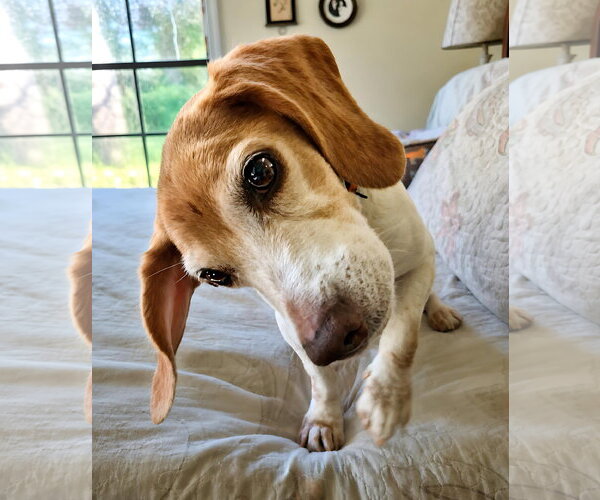 Medium Photo #9 Beagle Puppy For Sale in Dunnellon, FL, USA