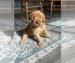 Small #19 Golden Retriever