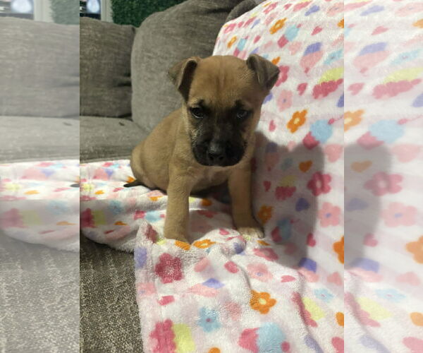 Medium Photo #1 German Shepherd Dog-Unknown Mix Puppy For Sale in Holly Springs, NC, USA