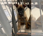 Small Photo #26 Belgian Malinois Puppy For Sale in LABADIE, MO, USA