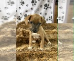 Small #3 Labrador Retriever Mix