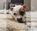 Small #1 American Staffordshire Terrier-Boxer Mix