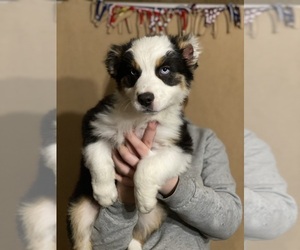 Australian Shepherd Puppy for sale in VISALIA, CA, USA