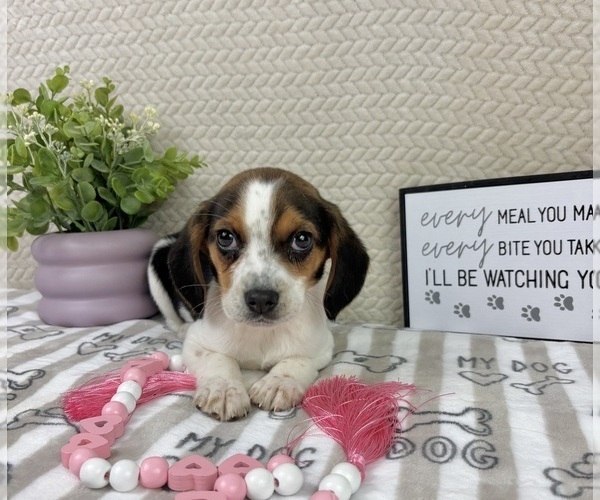 Medium Photo #4 Beagle Puppy For Sale in INDIANAPOLIS, IN, USA