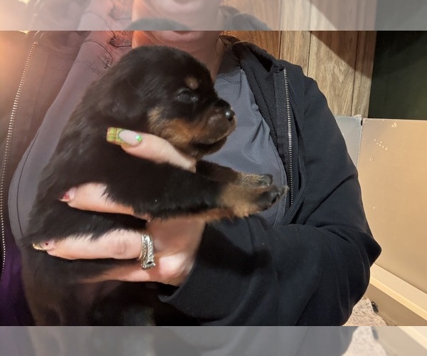 Medium Photo #26 Rottweiler Puppy For Sale in GREEN SPRINGS, OH, USA