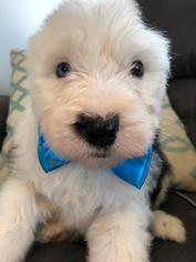 Old English Sheepdog Puppy for sale in SWITZ CITY, IN, USA