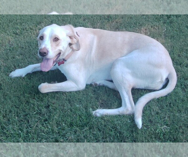Medium Photo #3 Labrador Retriever-Unknown Mix Puppy For Sale in Boston, MA, USA