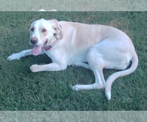 Penny - Female Labrador Retriever-Unknown Mix Dog for Adoption - Photo #3