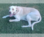 Small #2 Labrador Retriever Mix