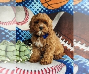 Cavapoo Puppy for sale in QUARRYVILLE, PA, USA