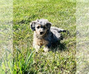 Miniature American Shepherd-Poodle (Miniature) Mix Puppy for sale in HAMILTON, MI, USA