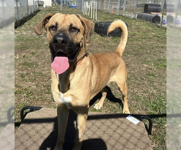 Medium Photo #2 Great Dane-Unknown Mix Puppy For Sale in McKinleyville, CA, USA