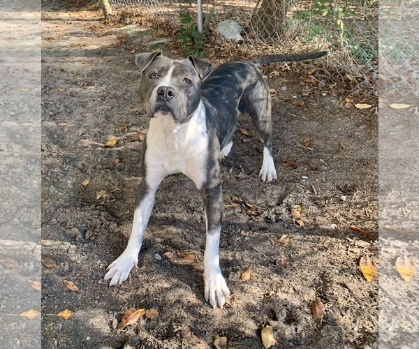 Medium Photo #21 American Bulldog Puppy For Sale in Lexington, SC, USA
