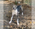 Small #20 American Bulldog