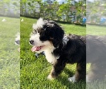 Small Photo #14 Bernedoodle (Miniature) Puppy For Sale in SOUTH ORANGE, NJ, USA
