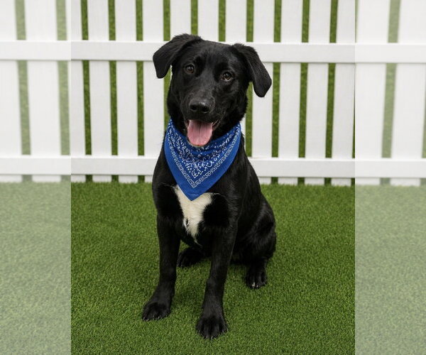 Medium Photo #4 Mutt Puppy For Sale in Euless, TX, USA