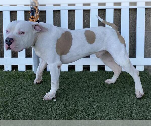 Medium Photo #1 American Pit Bull Terrier-Unknown Mix Puppy For Sale in Modesto, CA, USA