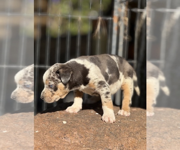Medium Photo #11 Catahoula Leopard Dog Puppy For Sale in BUSHNELL, IL, USA