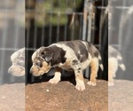 Small #10 Catahoula Leopard Dog