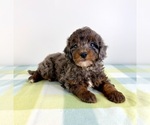 Small #2 Bernedoodle (Miniature)
