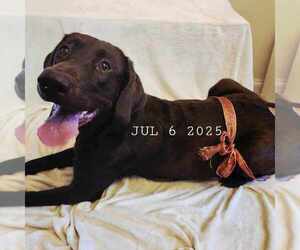 Mother of the Labrador Retriever puppies born on 07/03/2025