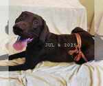 Small Photo #1 Labrador Retriever Puppy For Sale in CHICORA, PA, USA