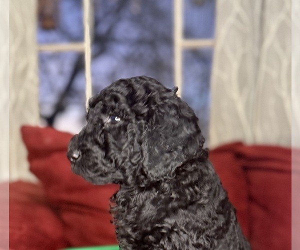 Medium Photo #2 Labradoodle mix (+ Poodle Standard) Puppy For Sale in MOKELUMNE HILL, CA, USA