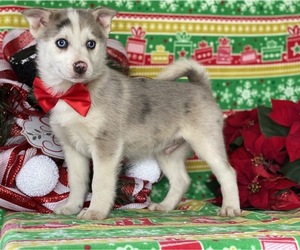 Pomsky Puppy for sale in LANCASTER, PA, USA