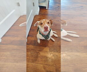 American Pit Bull Terrier-Unknown Mix Dogs for adoption in Fort Collins, CO, USA