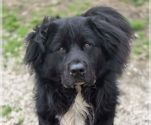 Medium Photo #4 Chow Chow-Retriever  Mix Puppy For Sale in Anniston, AL, USA