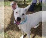 BLANCA - Female Mutt Dog for Adoption - Small photo