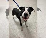 Small Boxer Mix