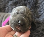 Puppy Magenta Collar Cane Corso