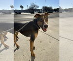 Small #1 Doberman Pinscher Mix