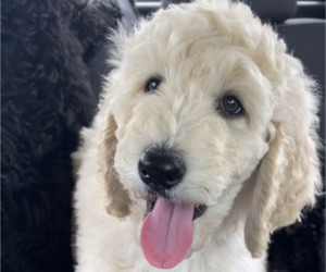 Poodle (Standard) Puppy for Sale in WHEELERSBURG, Ohio USA