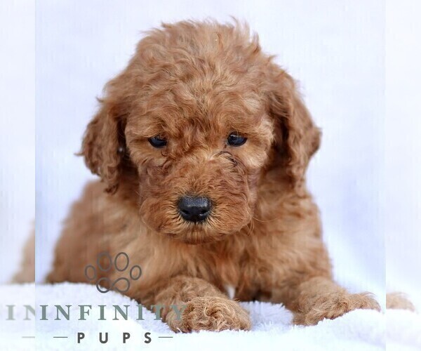 Medium Photo #1 Goldendoodle (Miniature) Puppy For Sale in EPHRATA, PA, USA