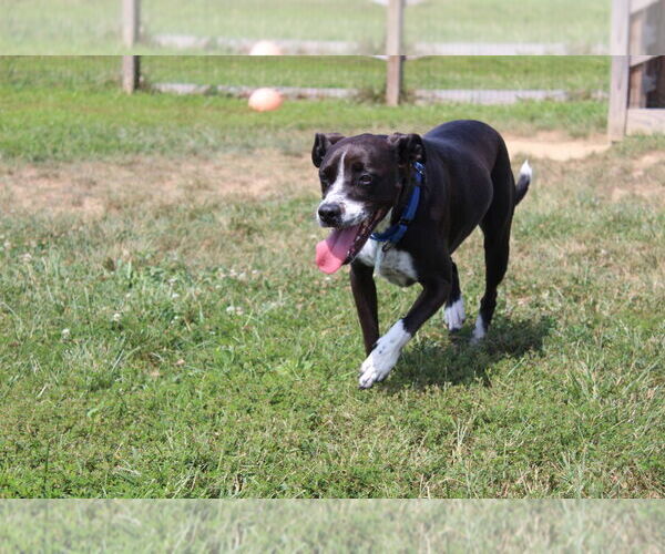 Medium Photo #7 Mutt Puppy For Sale in Chestertown, MD, USA
