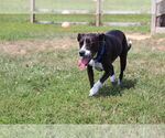 Small #6 Mutt