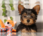 Small #2 Yorkshire Terrier