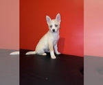 Small Photo #2 Pomsky Puppy For Sale in DETROIT, MI, USA