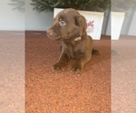 Small Photo #17 Labrador Retriever Puppy For Sale in SHELBY, NC, USA