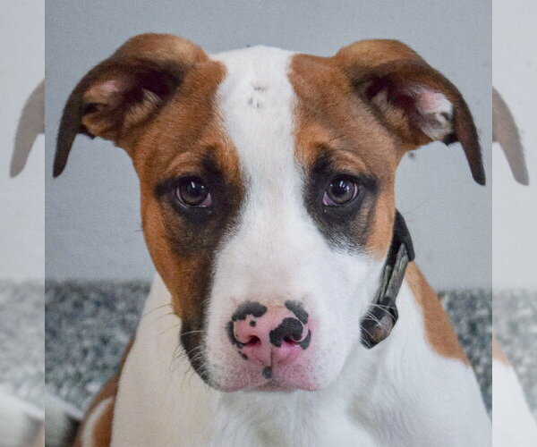 Medium Photo #5 American Staffordshire Terrier-Boxer Mix Puppy For Sale in Huntley, IL, USA