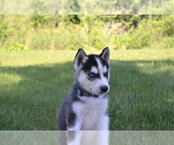 Medium Photo #2 Siberian Husky Puppy For Sale in GOSHEN, IN, USA