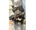 Small #34 Mutt