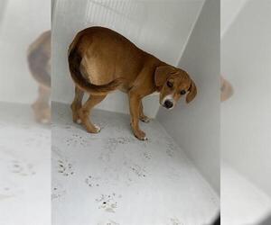 Rhodesian Ridgeback Dogs for adoption in Houston, TX, USA